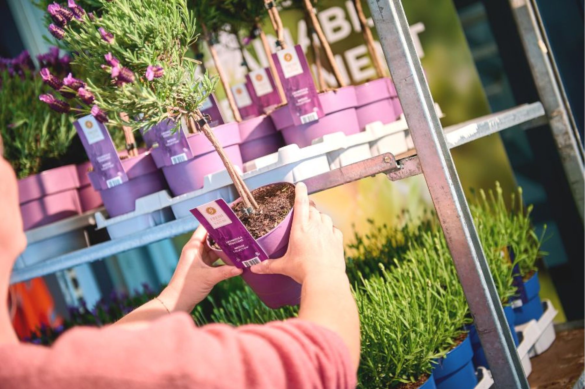 Celieplant het plantenbedrijf tussen de bloemen