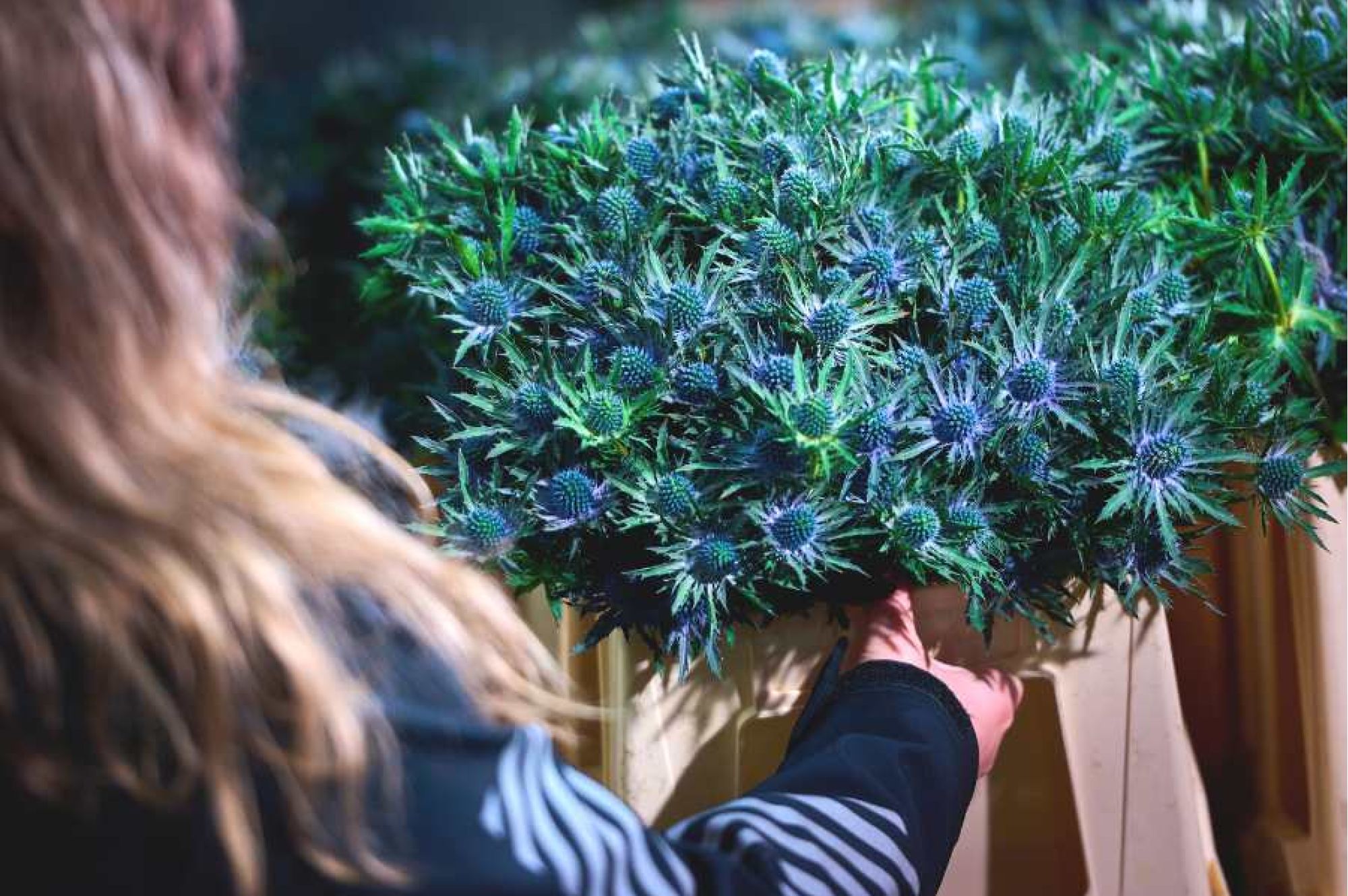 Celieplant het plantenbedrijf tussen de bloemen